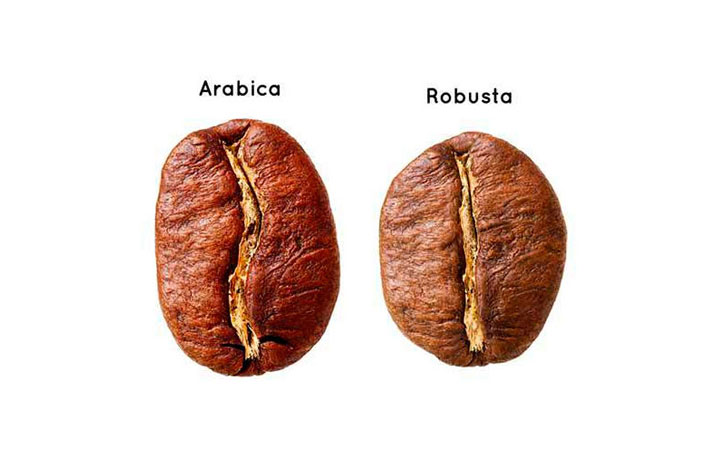 Tipos de grão de café arábica e robusta